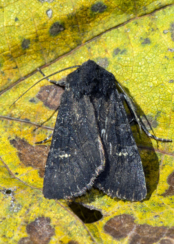 Aporophyla (Phylapora) nigra, Noctuidae